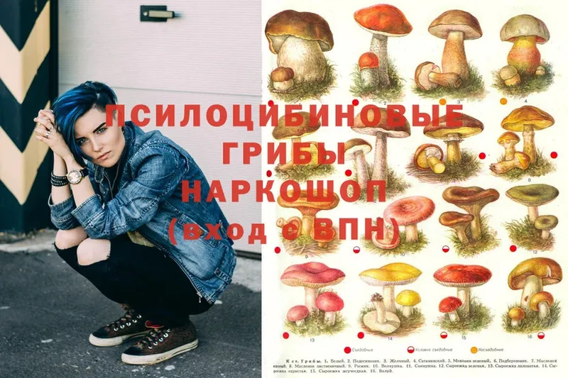 хочу наркоту  Короча  Псилоцибиновые грибы Magic Shrooms 